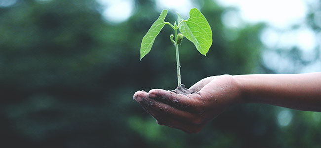 Sustainability